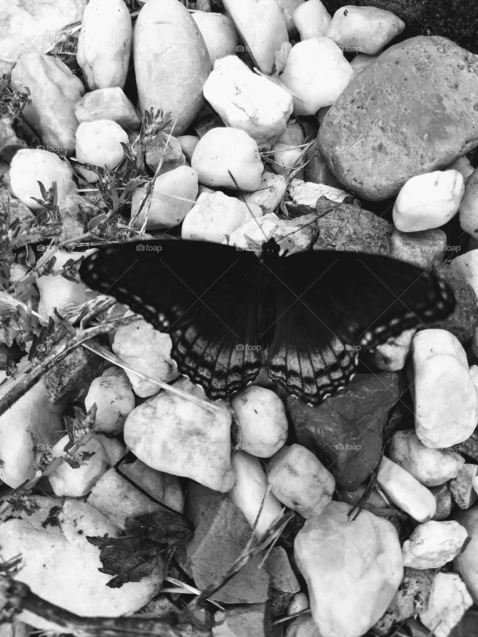black white butterfly on rocks