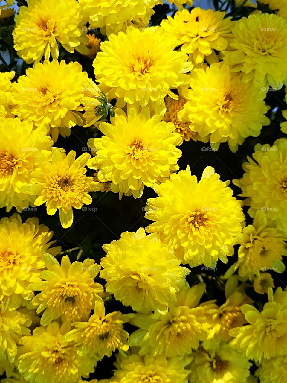 fall yellow mum flowers
