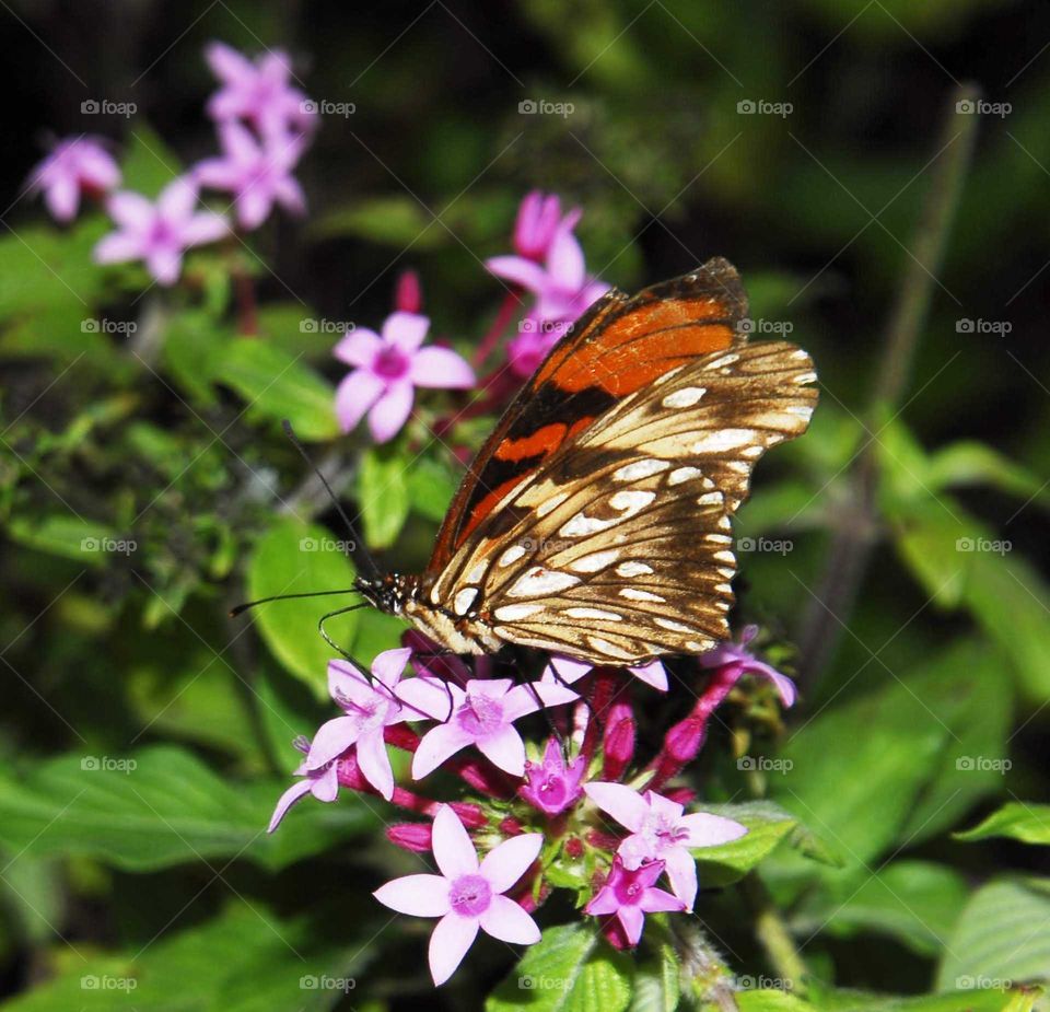 a colorful butterfly on the roses flowers