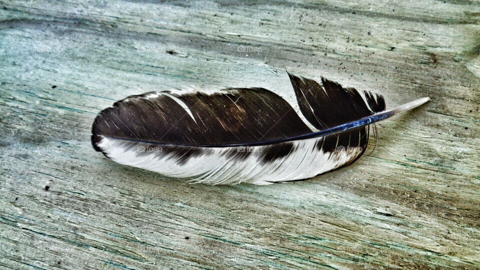 Chicken feather I found on the farm in Maysfield Texas 