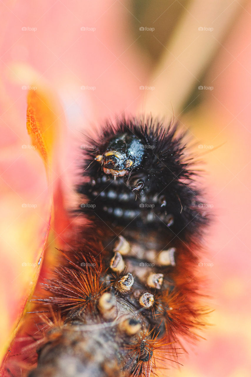 Wooly Bear Caterpillar on a leaf