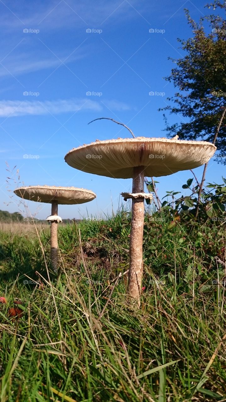 Mushroom, Fungus, Grass, No Person, Nature