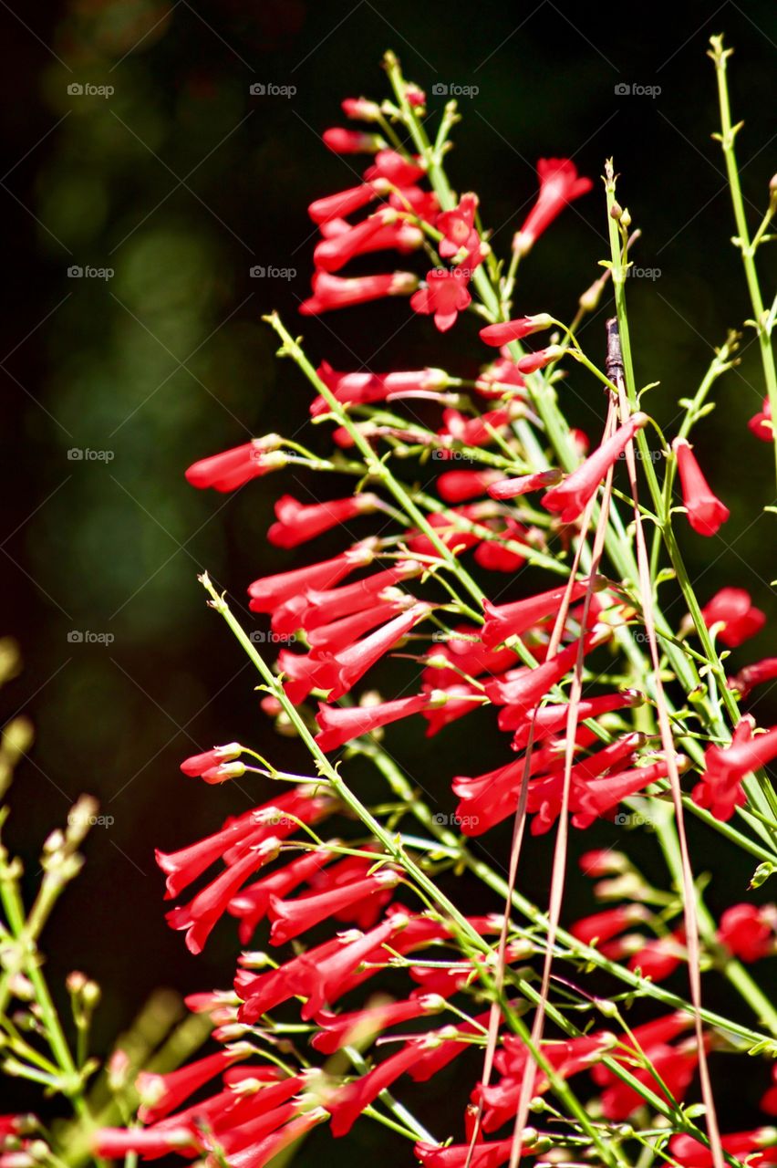 Tiny red flowers