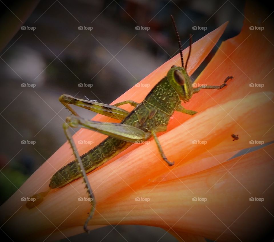 Grasshoppers and orange flowers by Geyol sisalak
