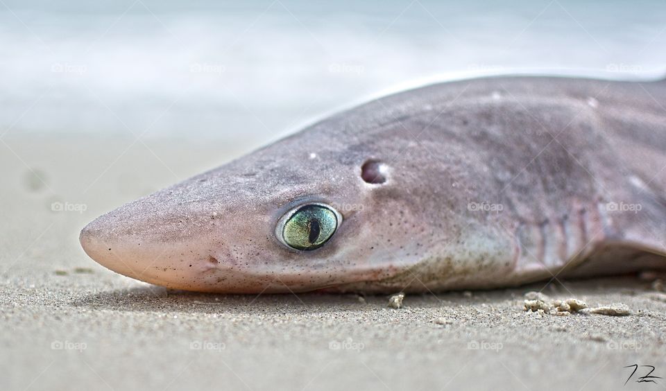 Sharks eye. A close up shot of a shark