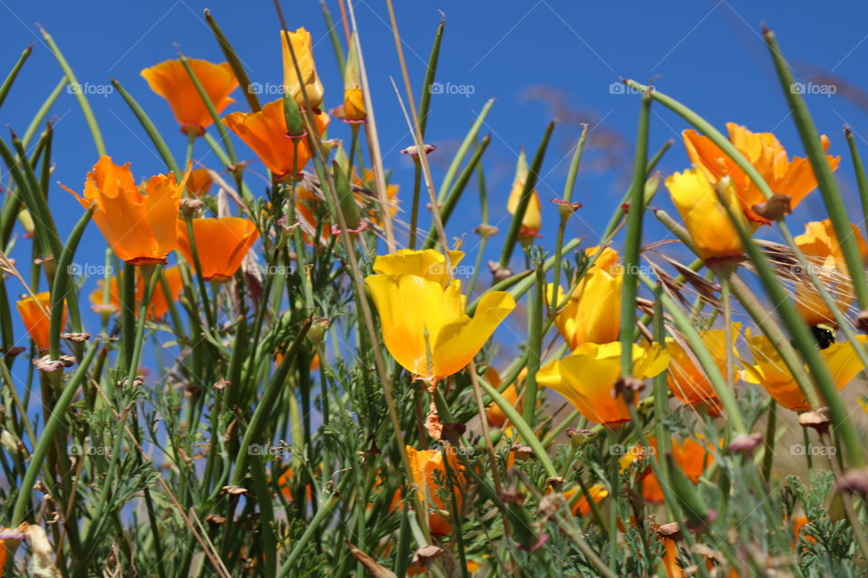 Multi colored poppy flowers in bloom