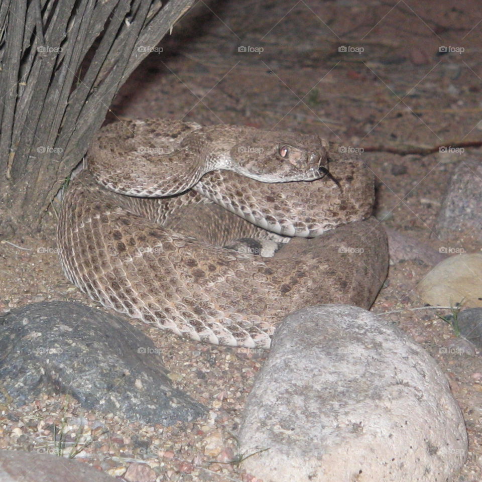 Diamondback rattlesnake somewhere in the desert just north of phoenix