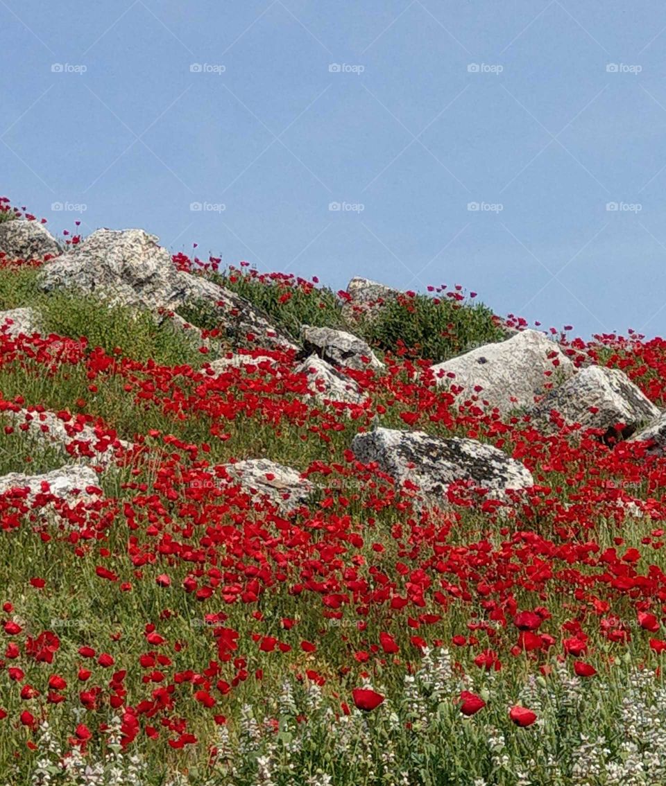 The blue sky plus the wild red corn poppy flowers field on the hill that was a vibrant and beautiful landscape.