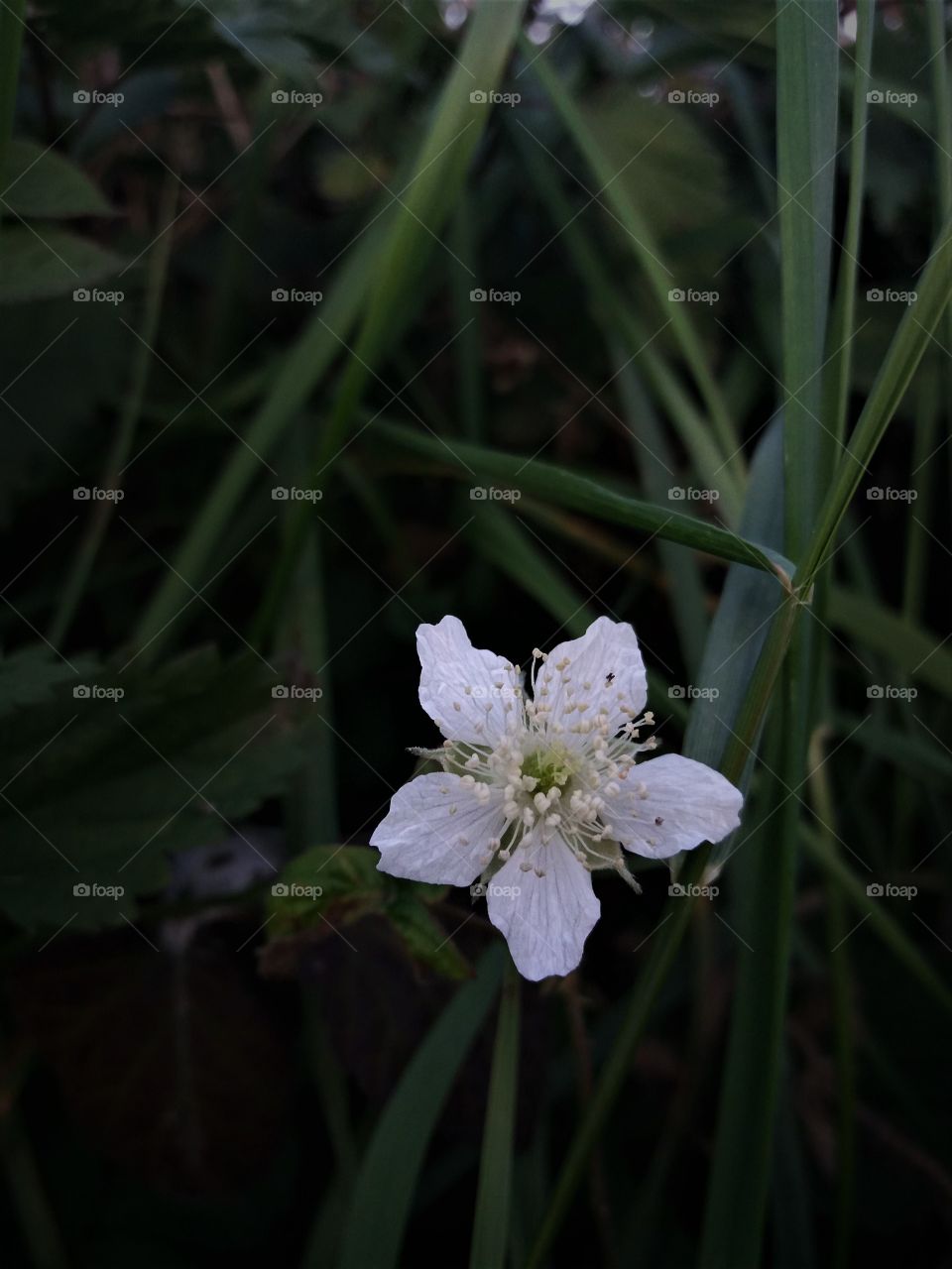 little white flower