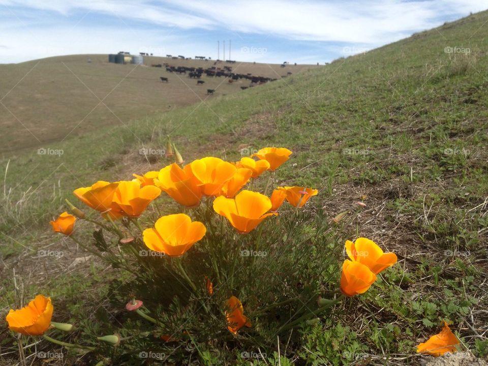 Poppies on the Hill