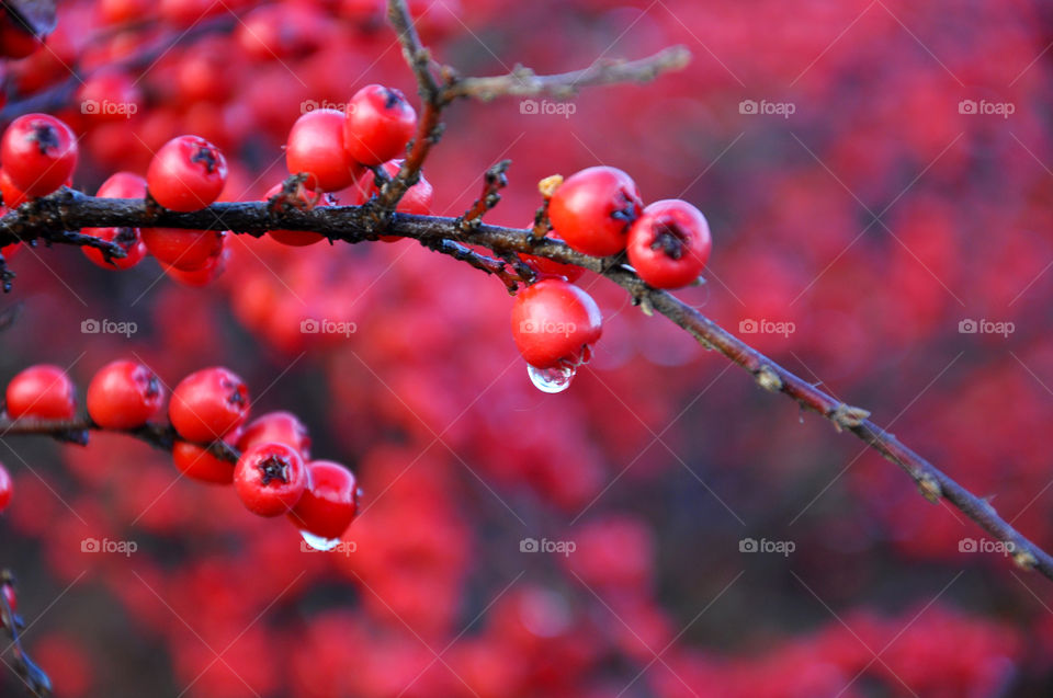 Autumn bush after the rain 