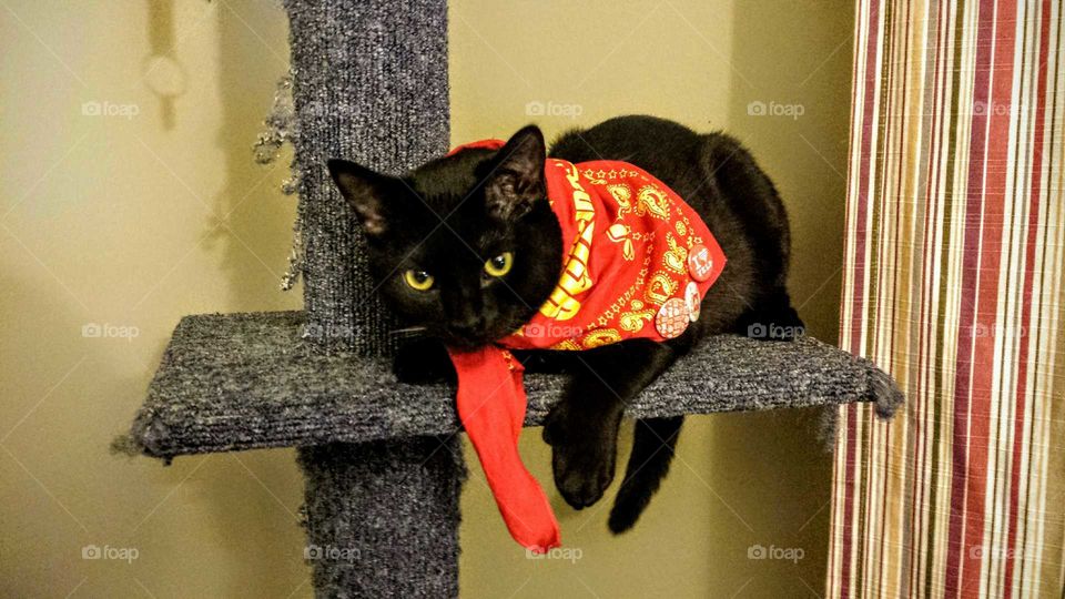 red bandana and kitty