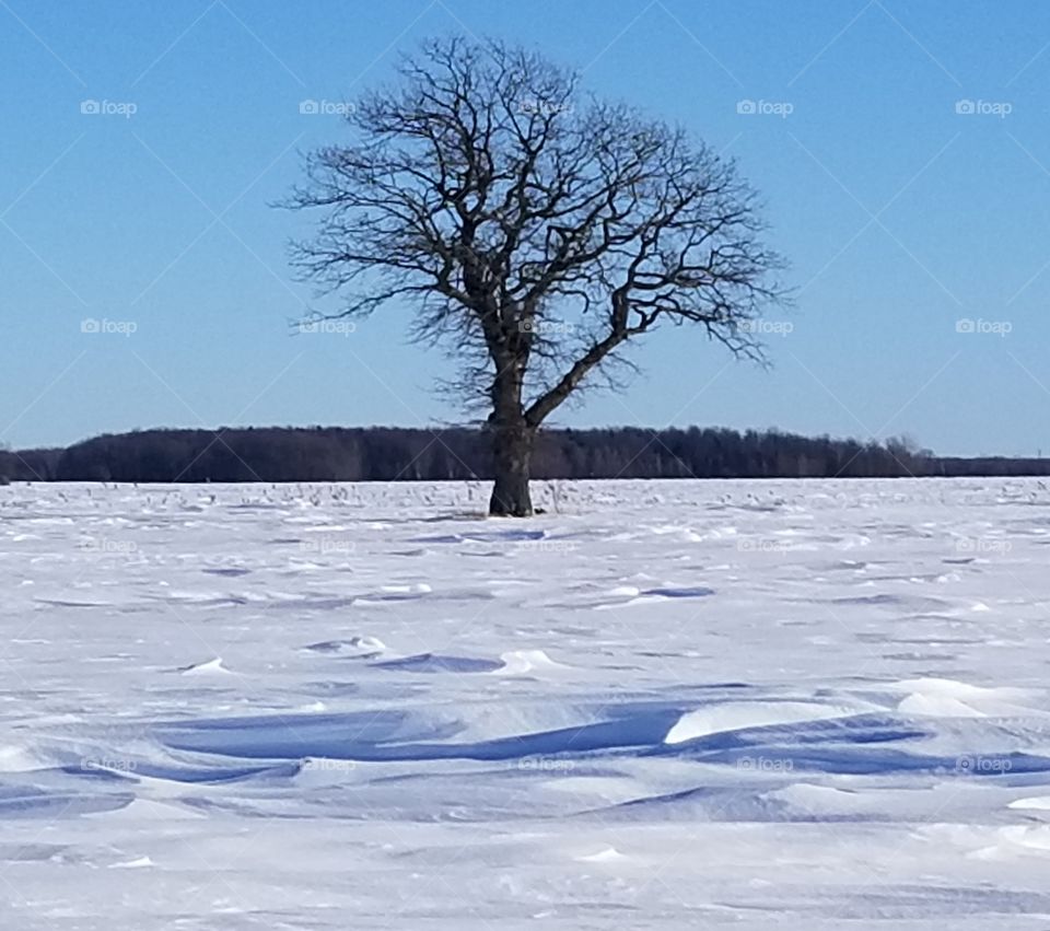 lone tree in winter