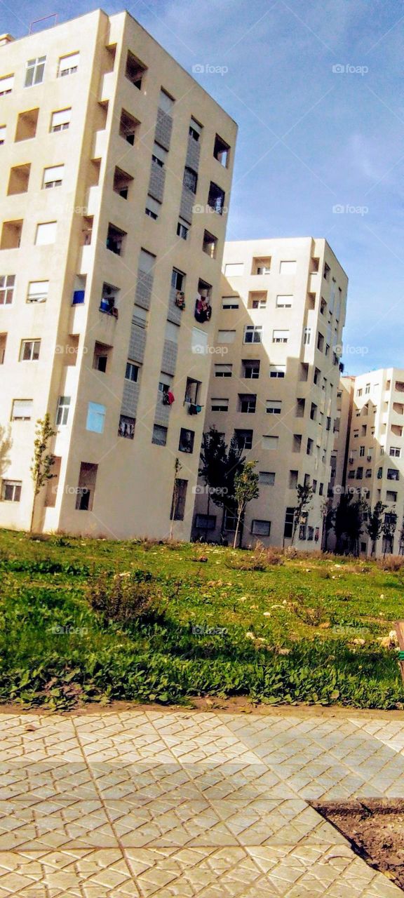 tree . Trunk. tree leaves . Green areaplants