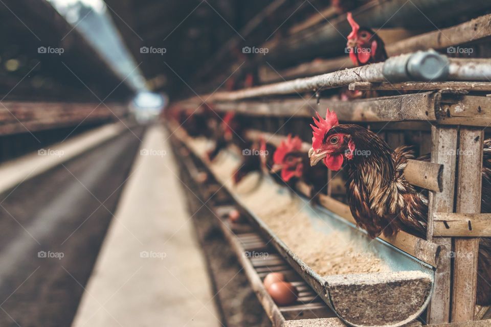 the chicken is waiting for its food in the chicken coop