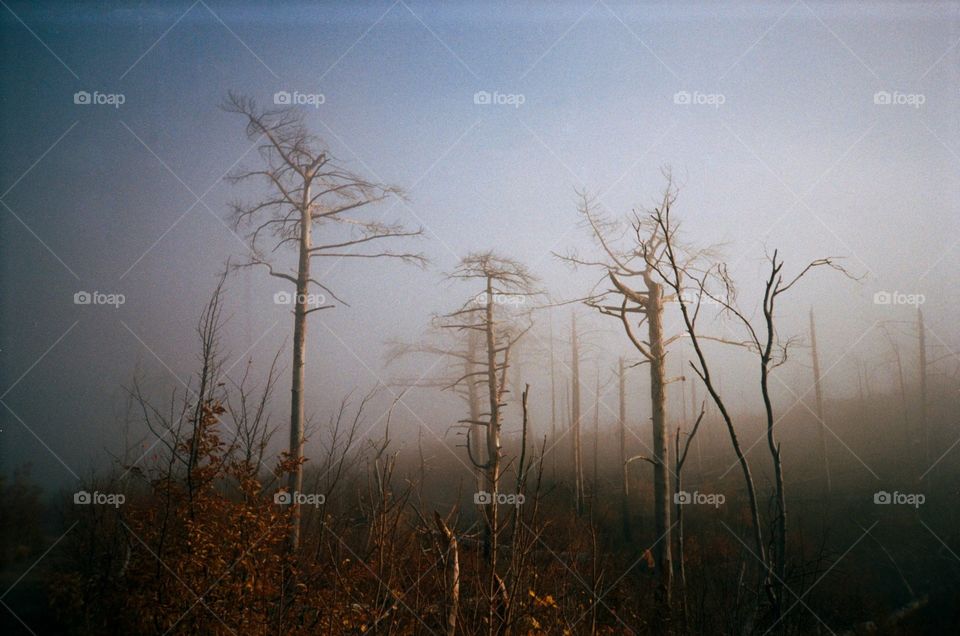 Landscape above the clouds with burn trees