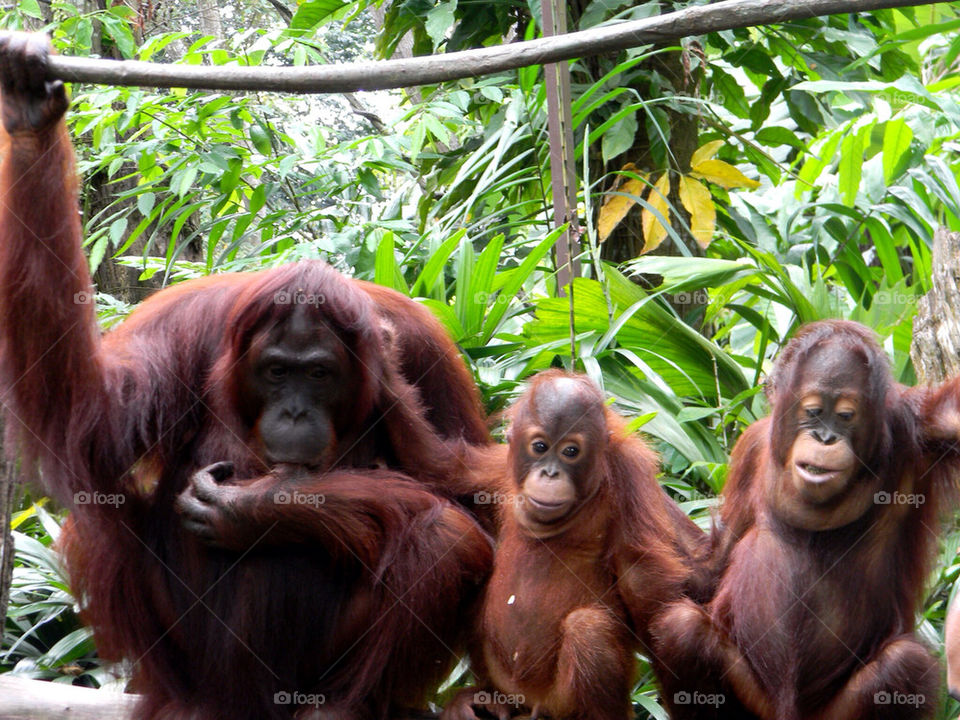 Orangutans