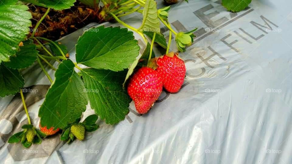 Strawberry 🍓🍓🍓🌿🌿