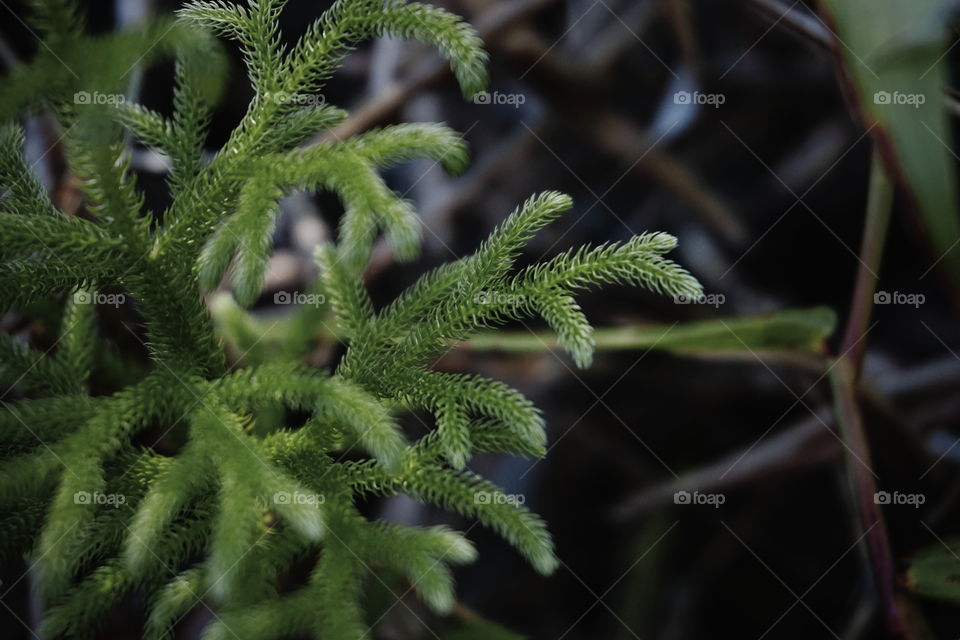 A part of fern captured in the dark jungle.