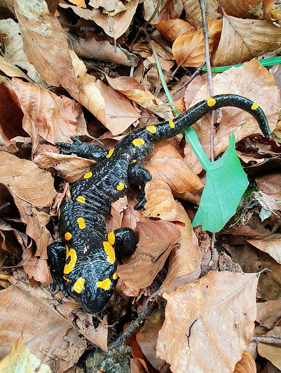 A salamander rests on fallen leaves