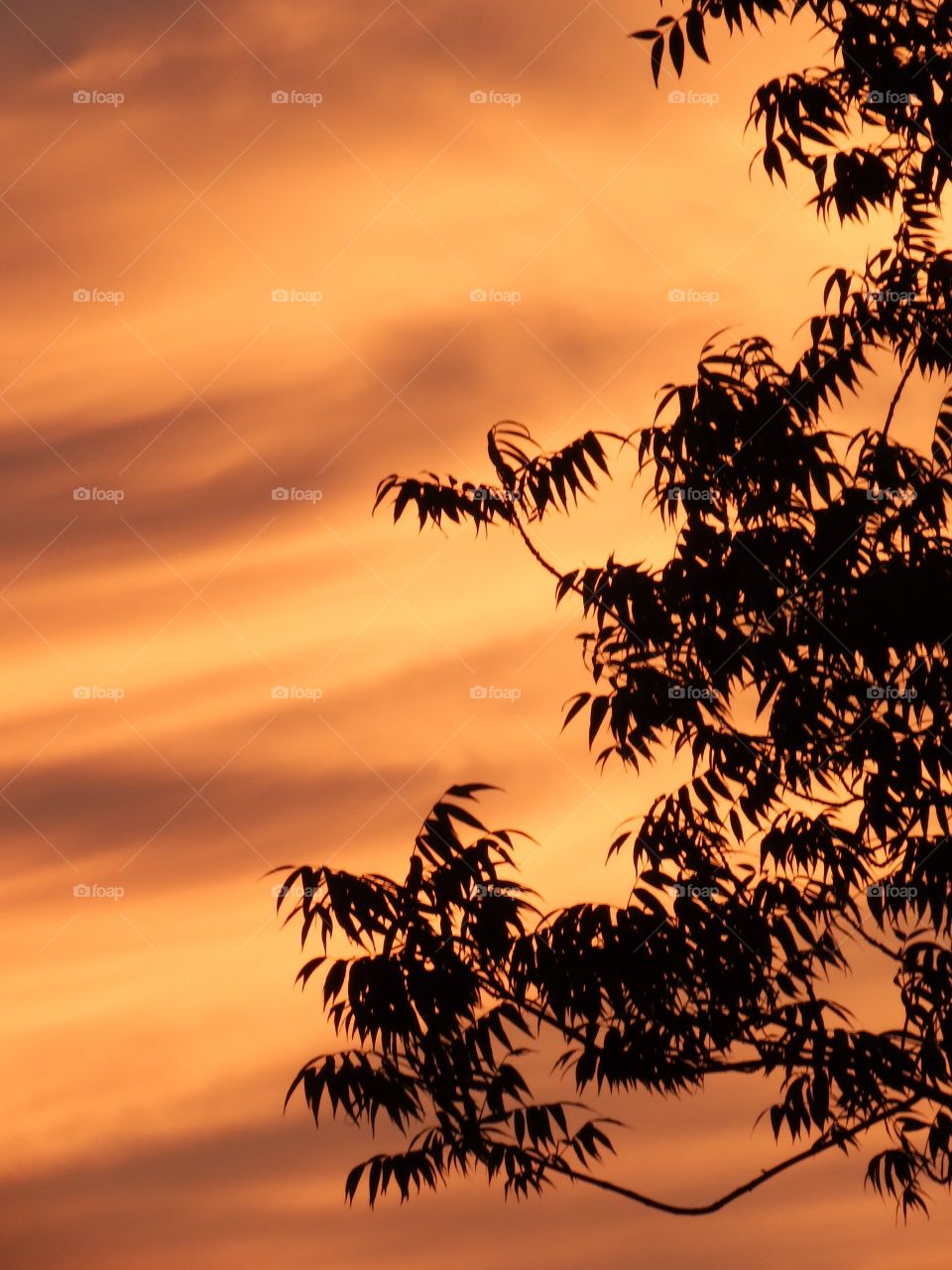 Tropical sunset tree. Took this photo on a walk in the park
