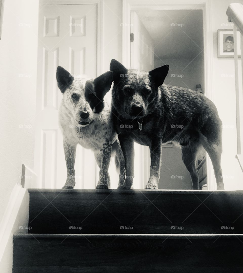 Greta and Jimmy at the top of the stairs with their mean faces on.