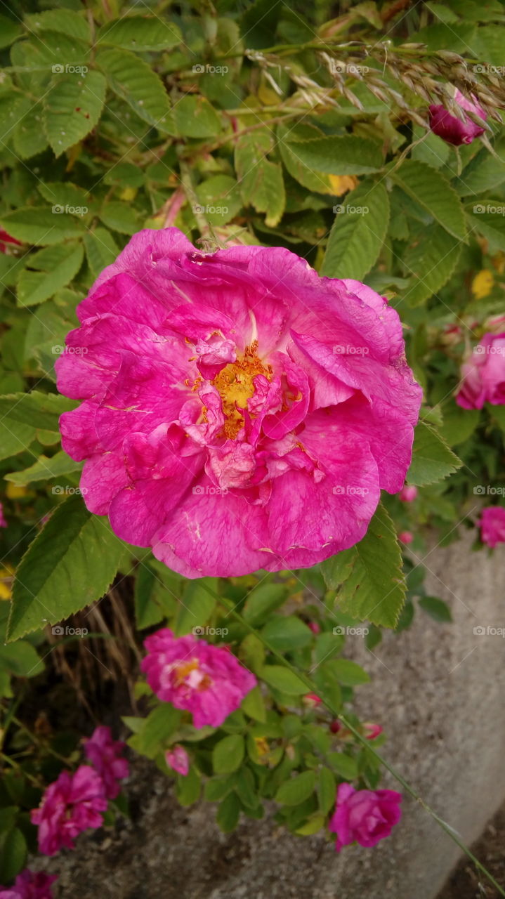 wild rose