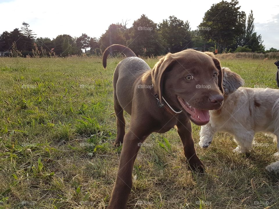 In the foreground you can see a brown baby Labrador Retriever puppy running towards the photographer. In the background is a second little Shih Tzu dog. The two have a lot of fun playing.
