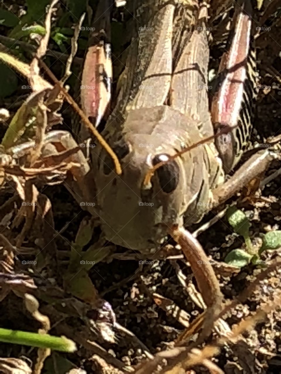 Cool up close grasshopper