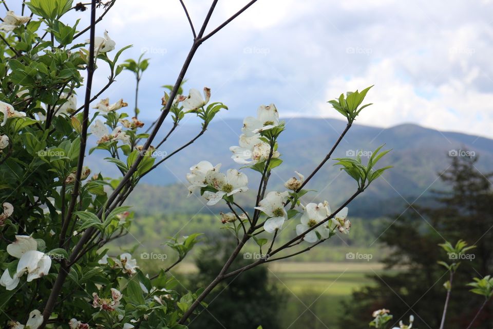 Dogwoods . Taken at Cades Cove in the Smoky Mountains National Park, Tennessee. 