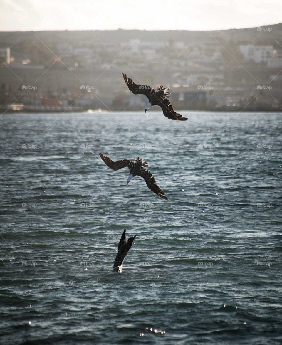 sea ​​bite bird