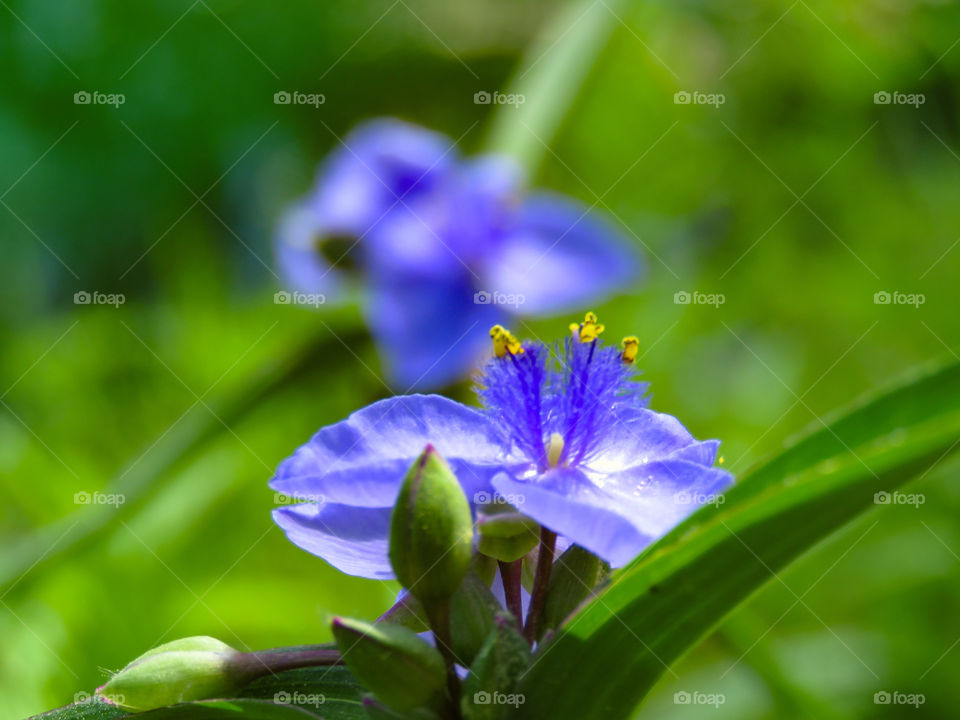 Spiderwort