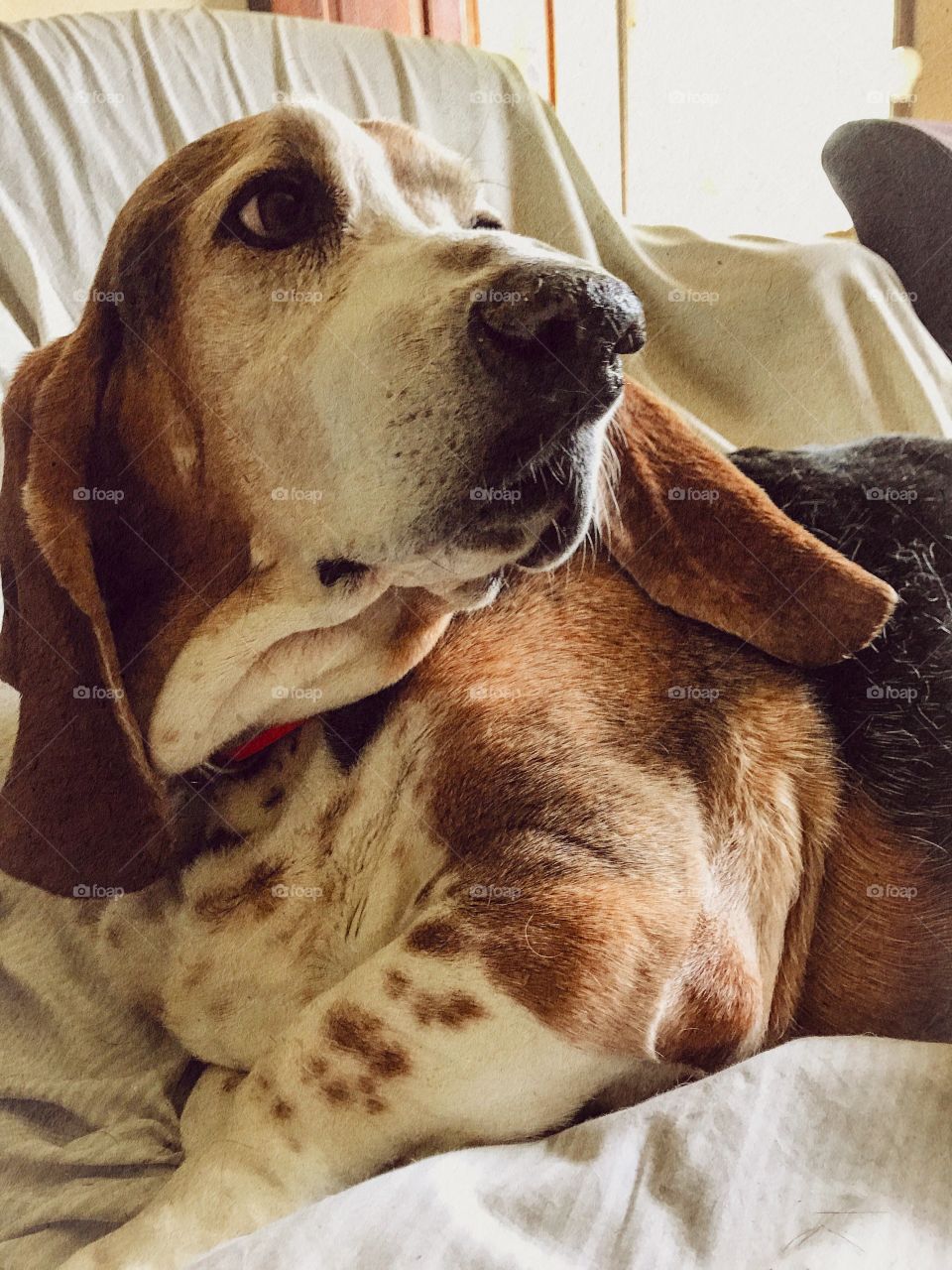 My hound smells dinner