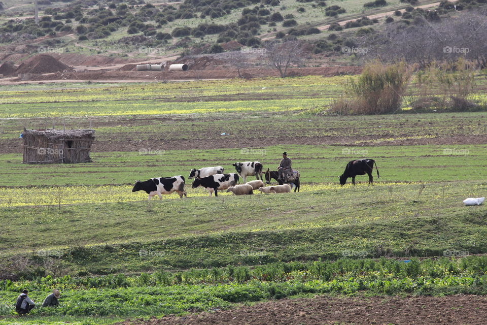 Man working the fields with livestock 