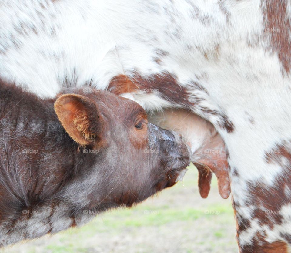 Milk face. 