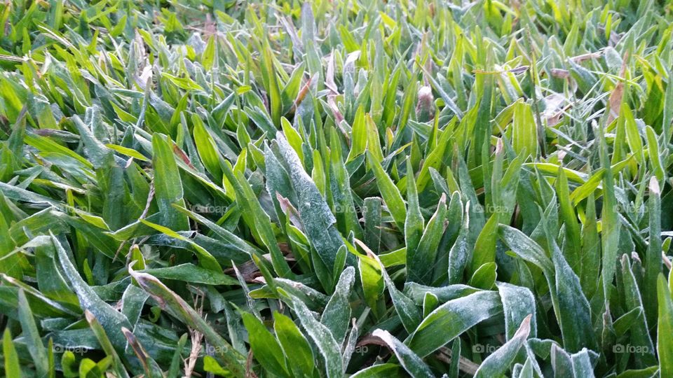 iced grass