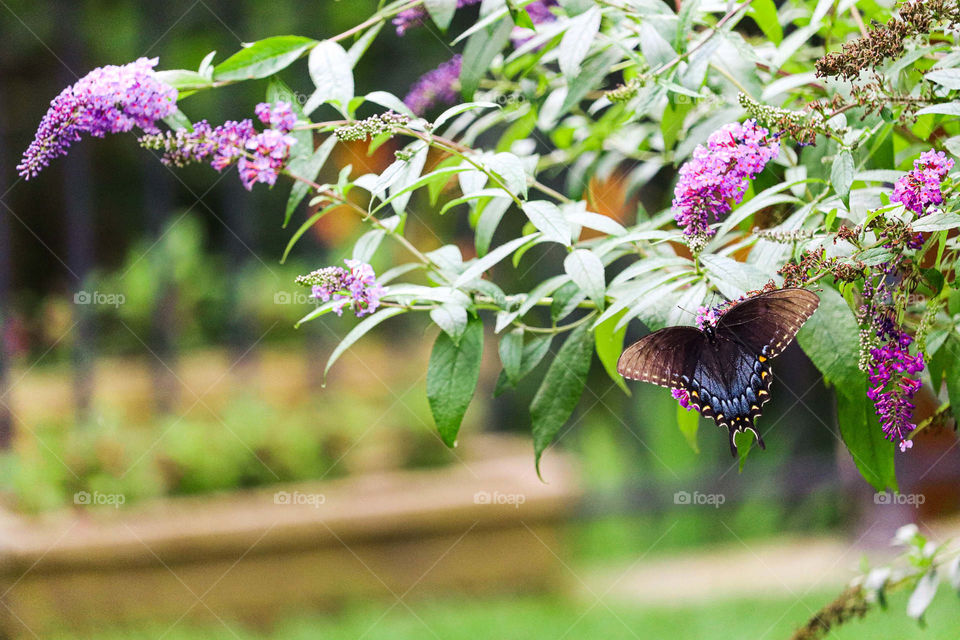 blue and black butterfly