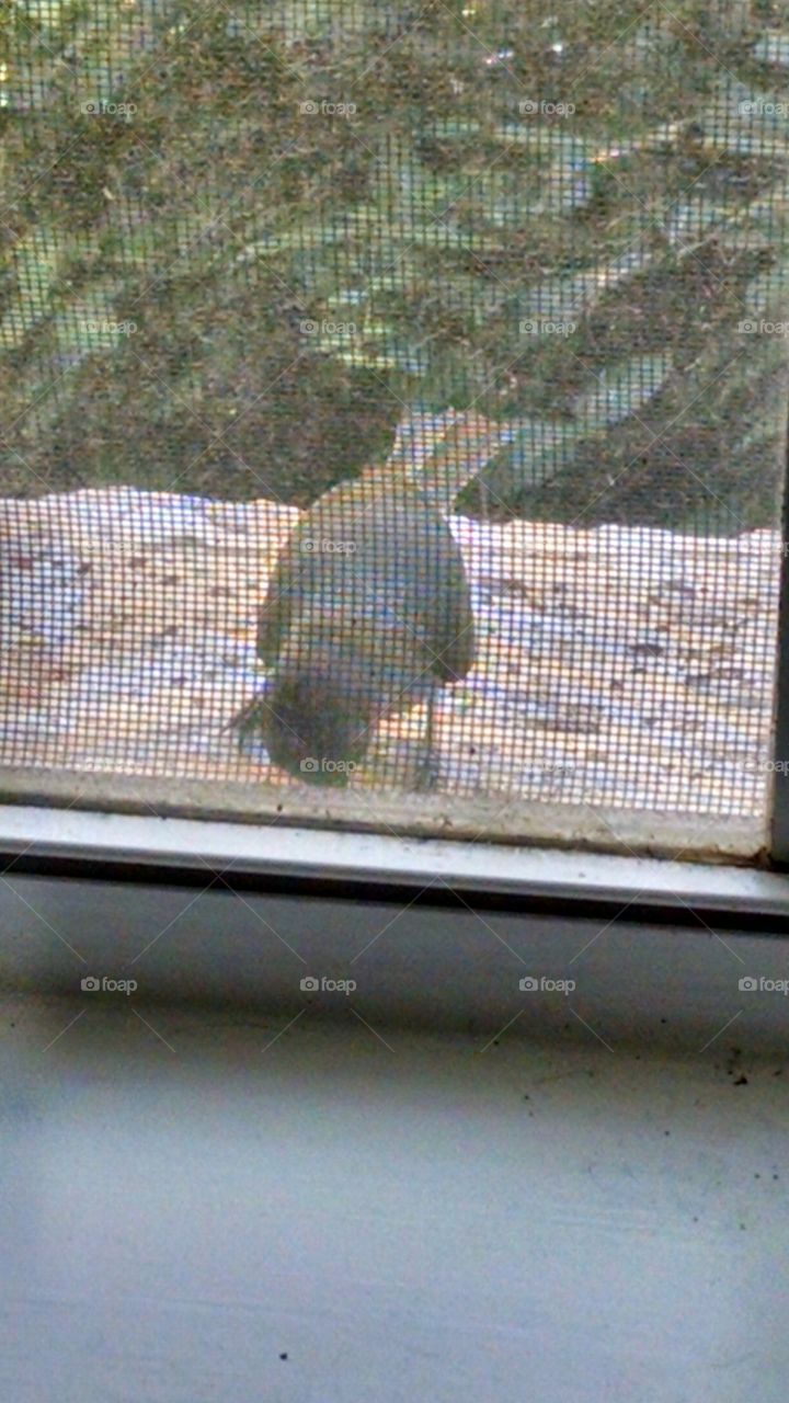 bird at window