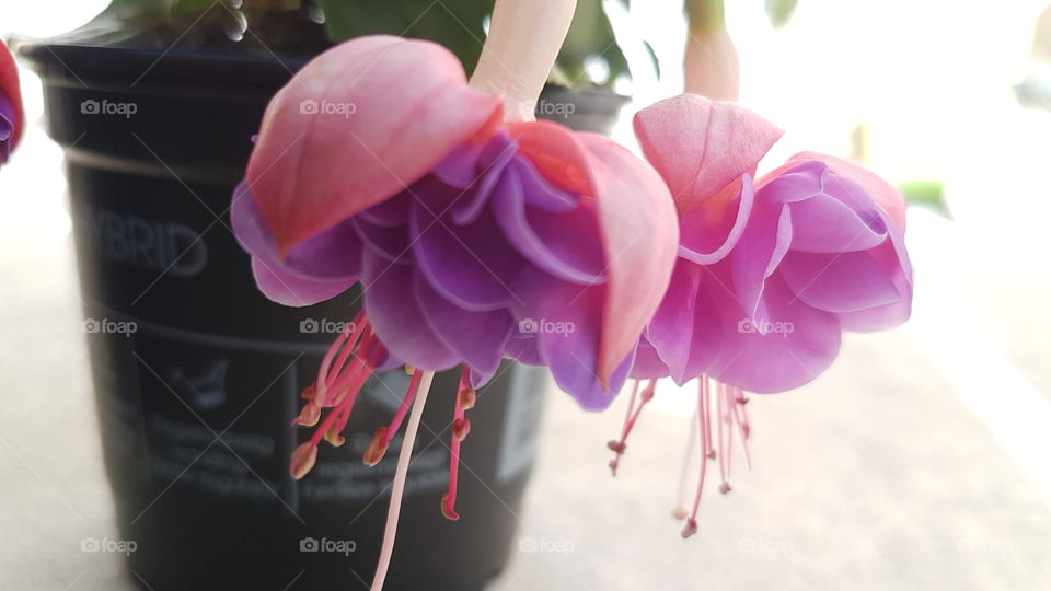 fuchsia hybrid vacker blomstertid i skimrande färg trädgårdsblomster i skimrande färger blommar för fullt i skimrande färg