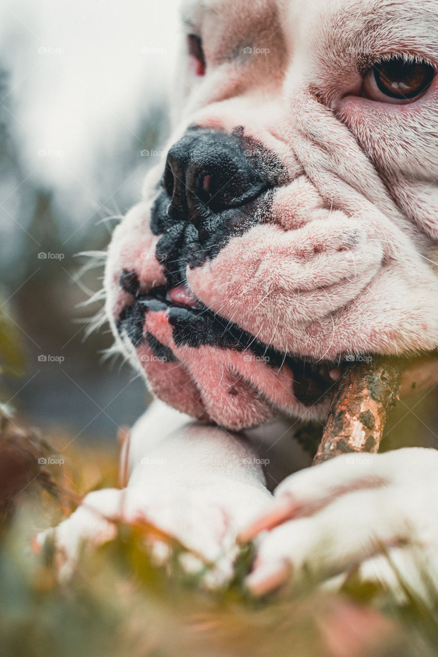 Bulldog Chewing on a Stick