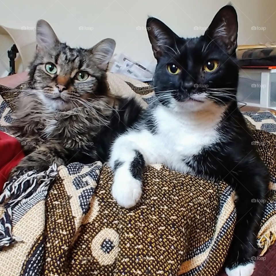 Seamus and Arya, Maine Coon mix and tuxedo cat