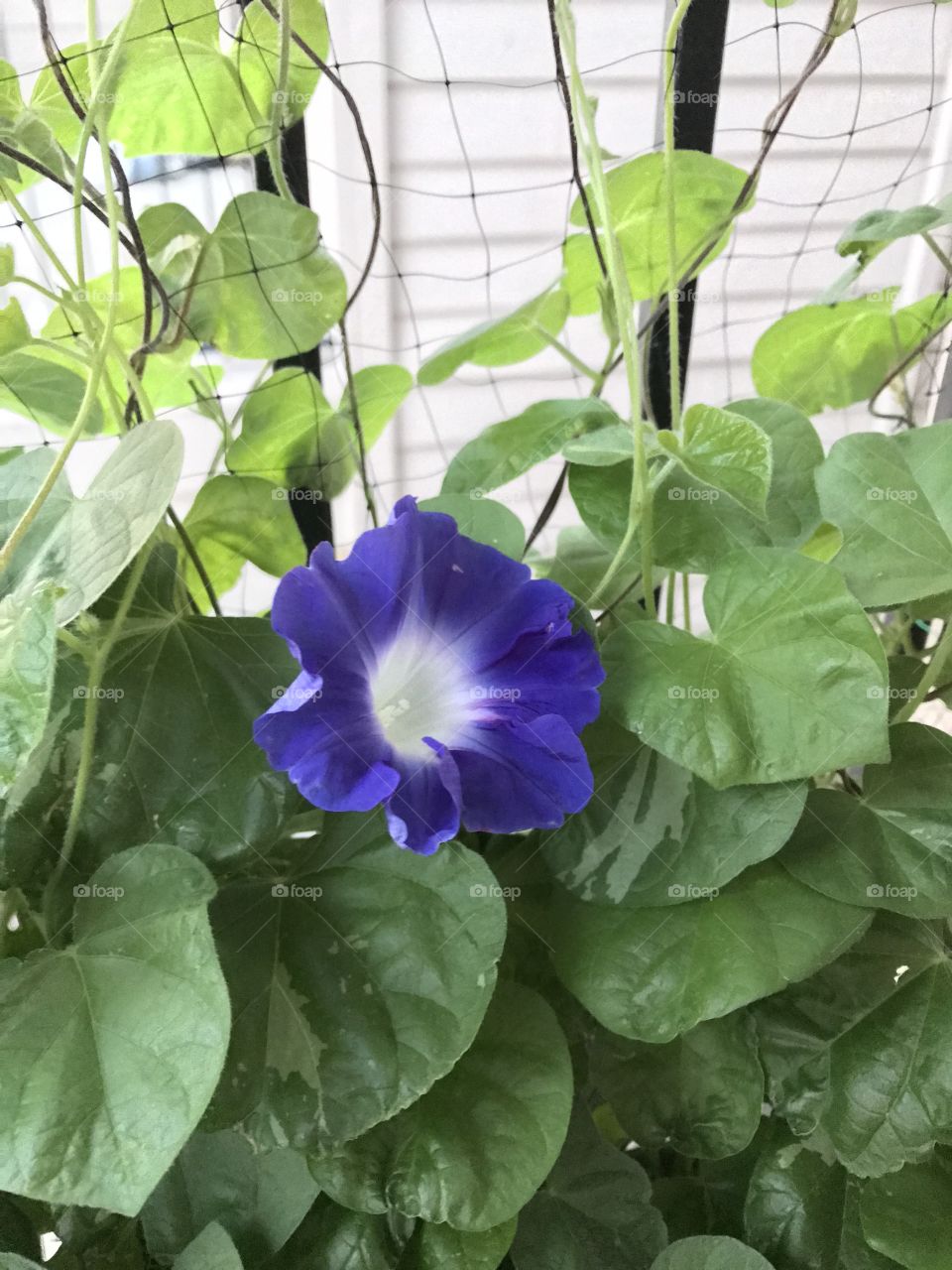 Morning Glory