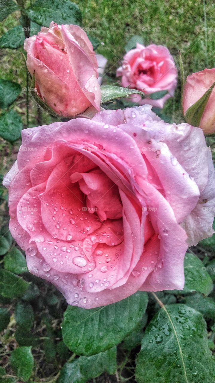 Raindrops and roses