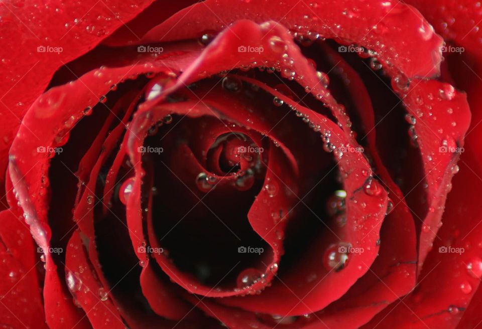 Red Rose Macro