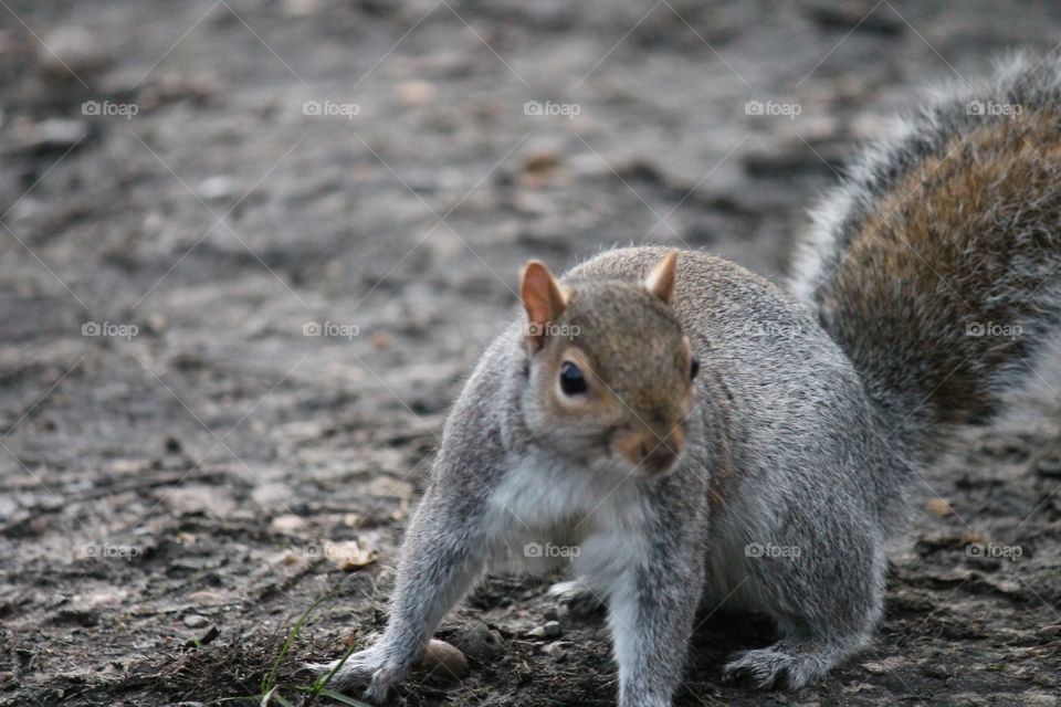 Grey squirrel on ground