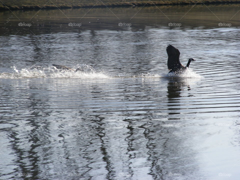 Flying bird lands on water