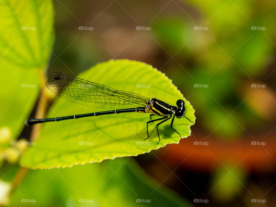 Dragonflies are flying insects of the order Odonata. There are about 5,300 species of dragonfly. The adults eat other flying insects. They are predators which eat mosquitoes and other small insects such as flies, bees, ants and butterflies.