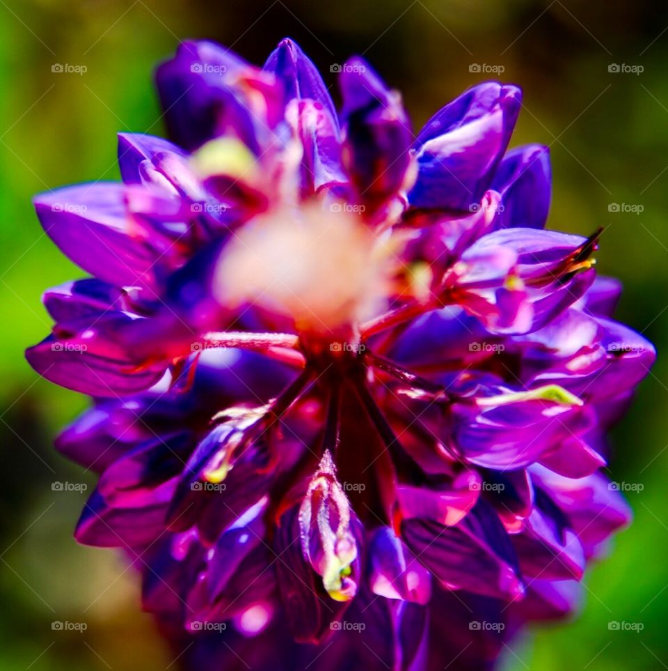 Purple lupine 