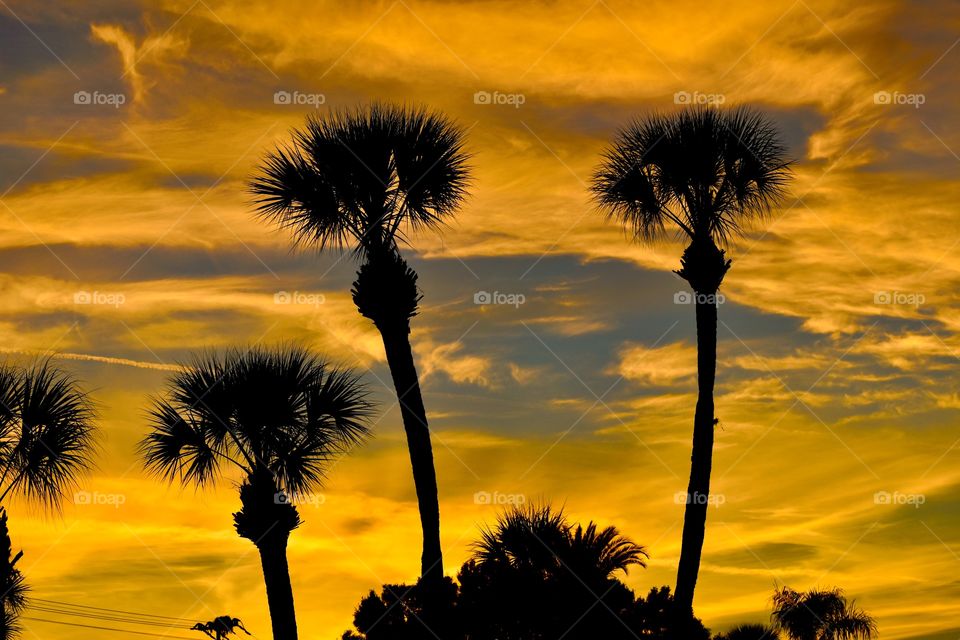 Silhouette of trees against dramatic sky