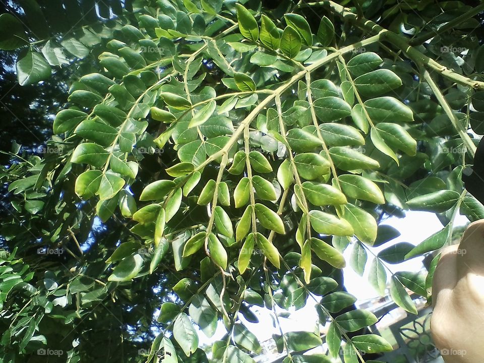 green trembesi leaves